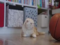 CBA8 VSɲ 20231110ݺ